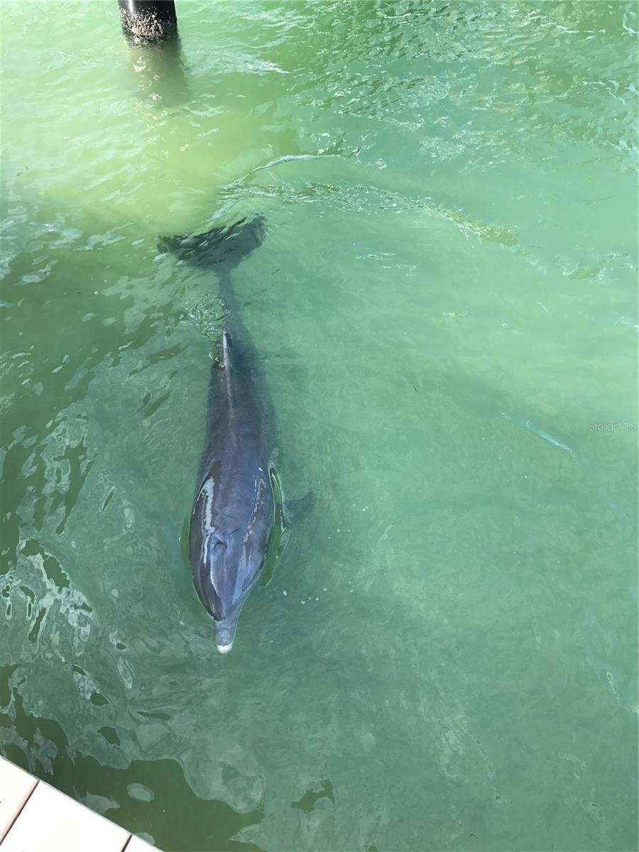 1100 PINELLAS BAYWAY S #G2, TIERRA VERDE, FL, 33715