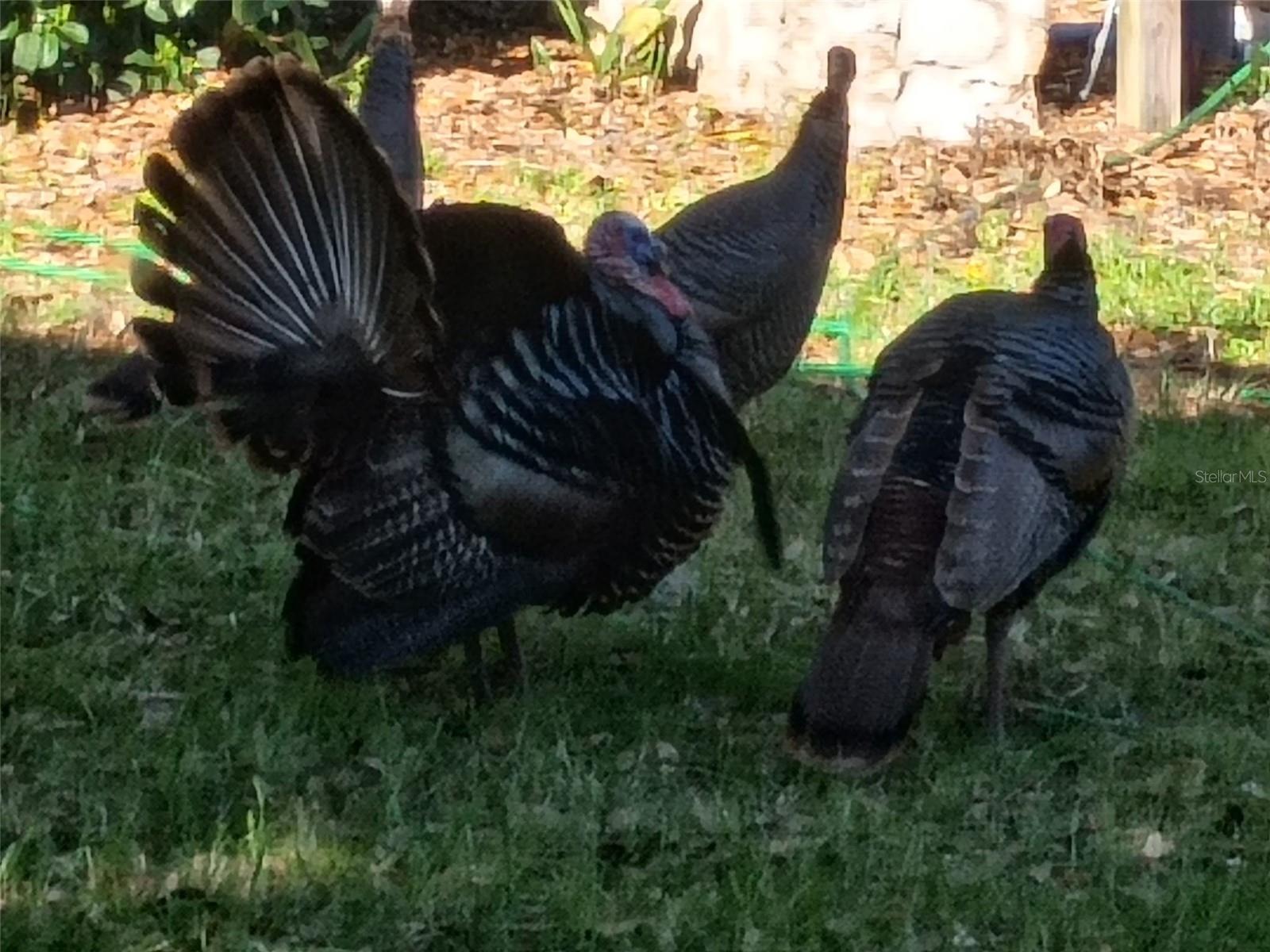 1403 BLACKWELDER RD, DE LEON SPRINGS, FL, 32130