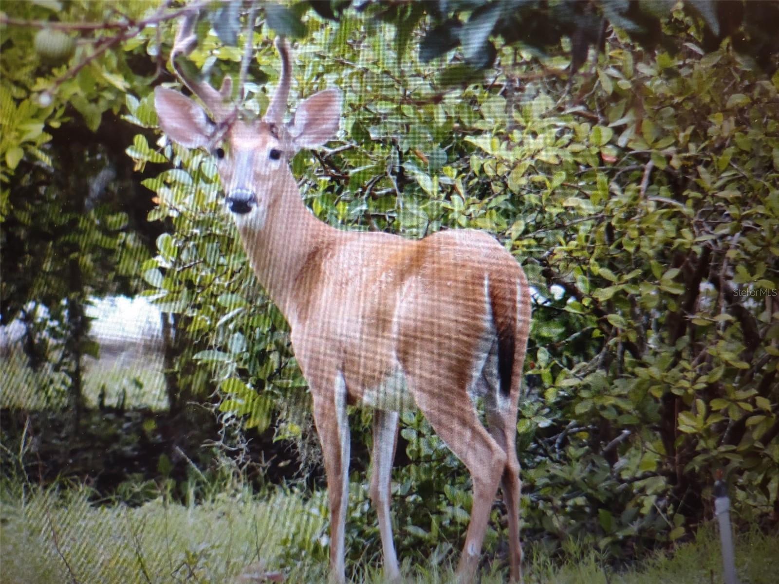 1403 BLACKWELDER RD, DE LEON SPRINGS, FL, 32130