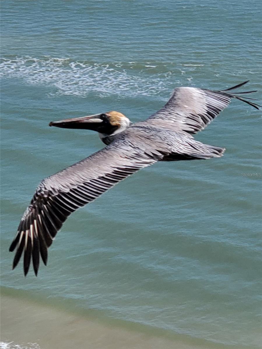 2900 N ATLANTIC AVE #1501, DAYTONA BEACH, FL, 32118