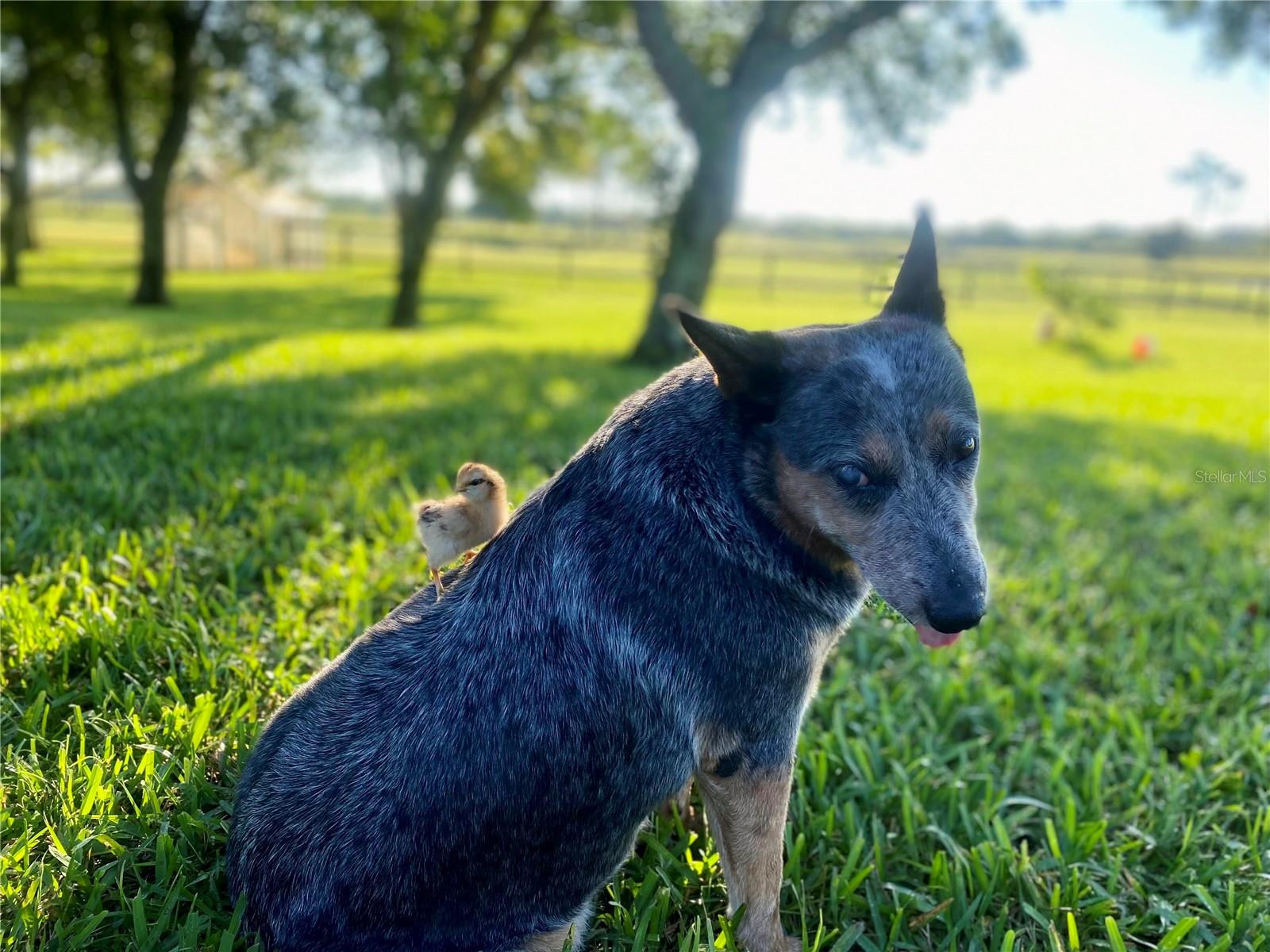 3046 N BOWDEN RD, AVON PARK, FL, 33825