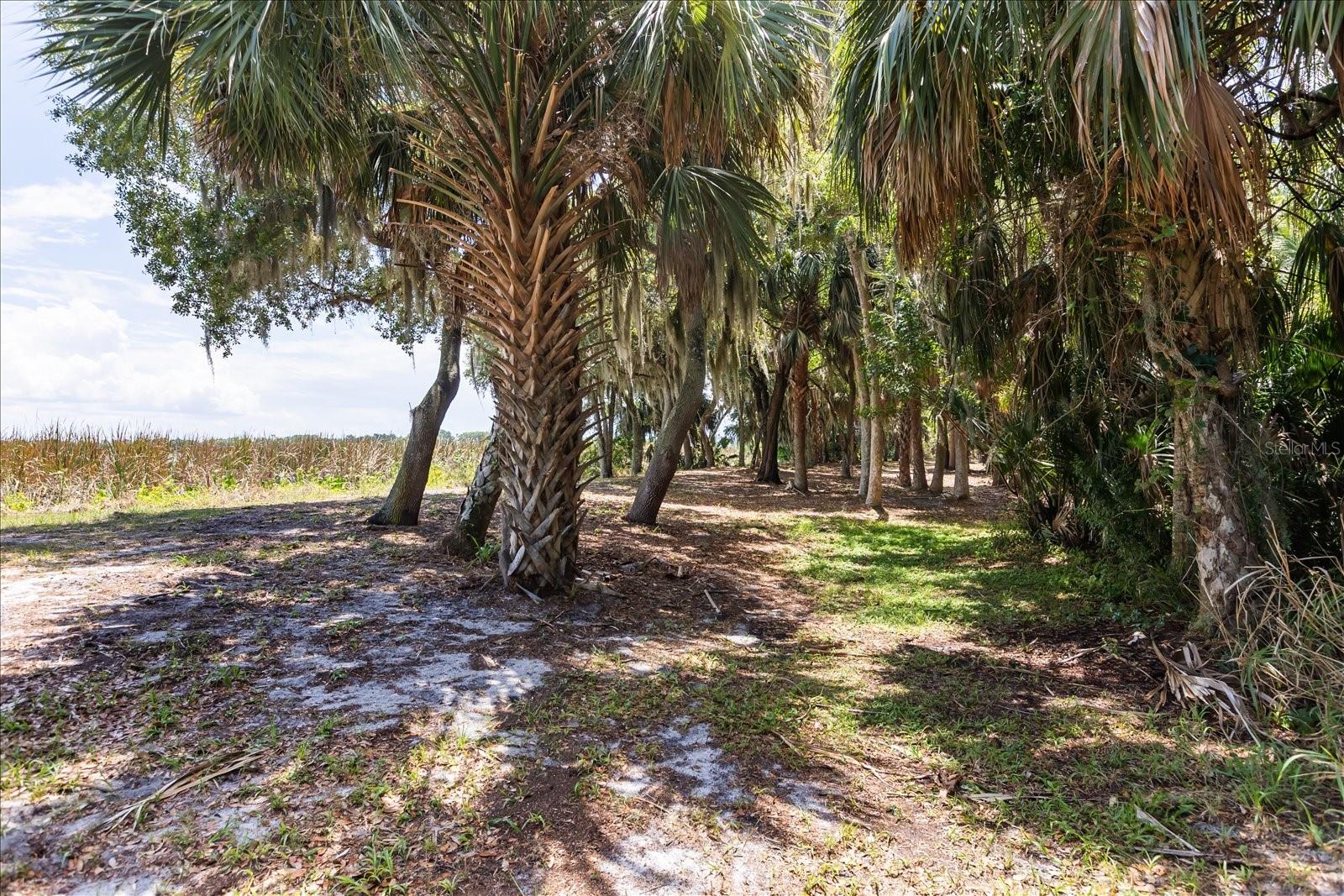 TBD DEER ISLAND RD, TAVARES, FL, 32778