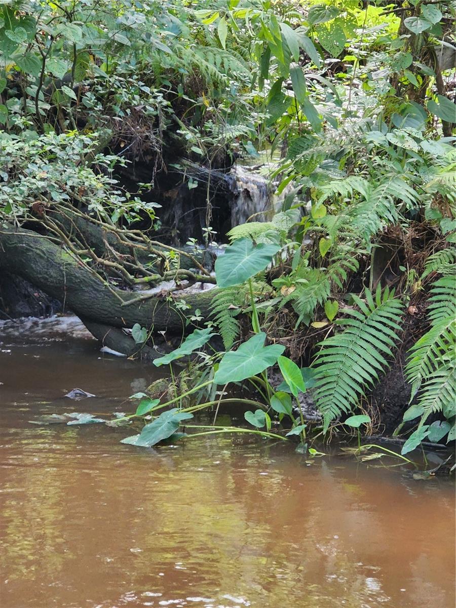 2855 TOM BREWER LN, PLANT CITY, FL, 33566