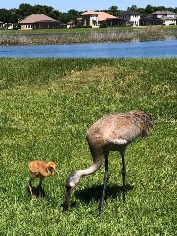 1584 CHERRY RIDGE DR, LAKE MARY, FL, 32746