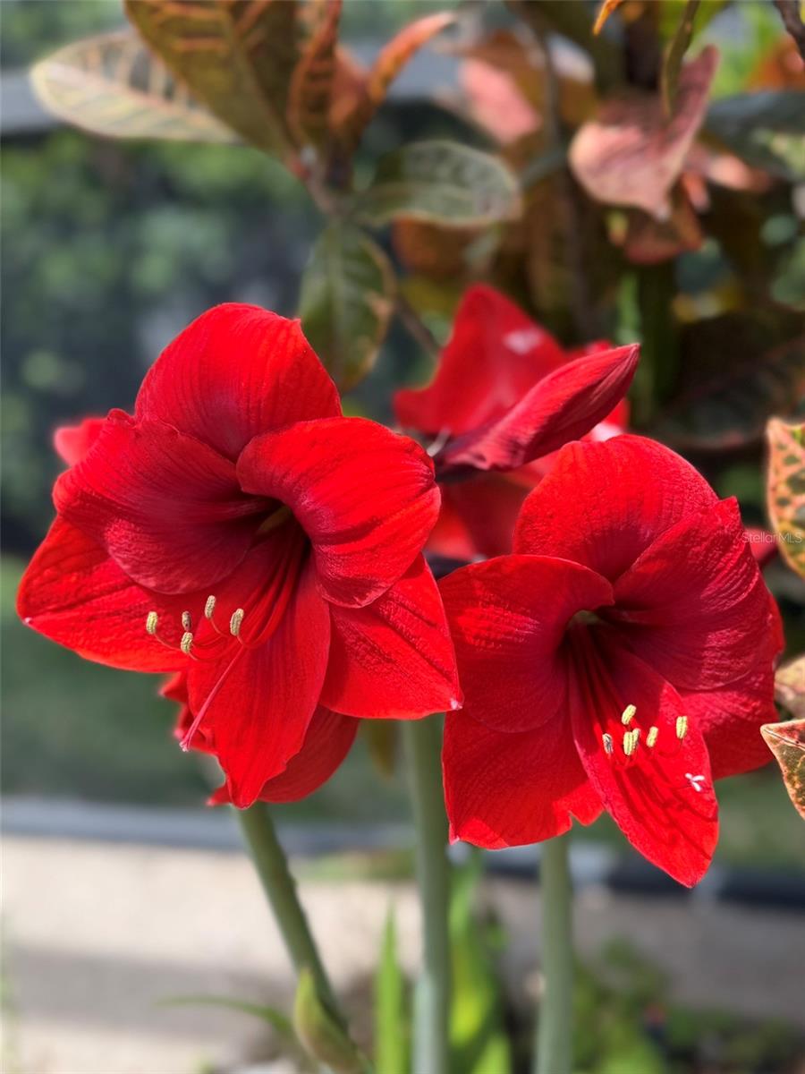 1584 CHERRY RIDGE DR, LAKE MARY, FL, 32746