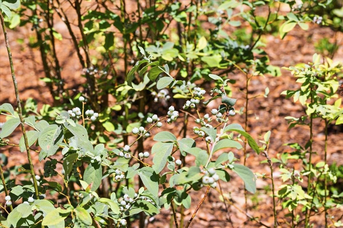 8386 AUSTIN RD, MELROSE, FL, 32666