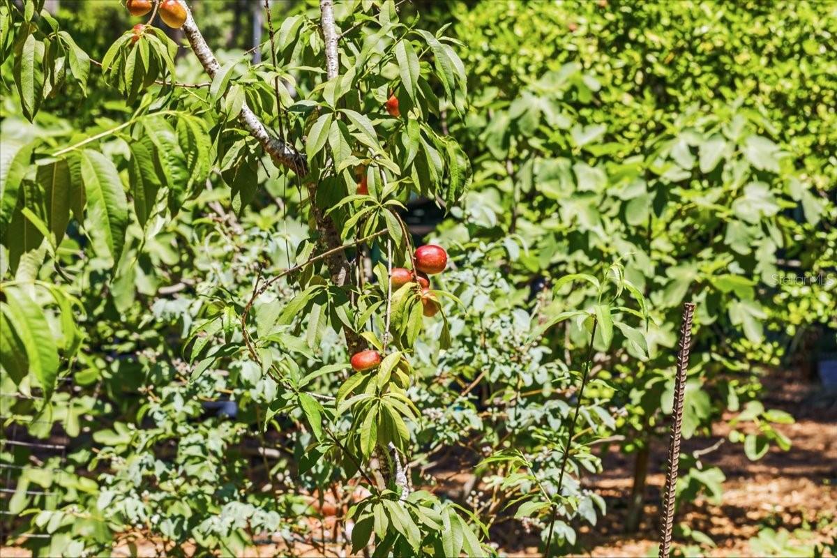 8386 AUSTIN RD, MELROSE, FL, 32666