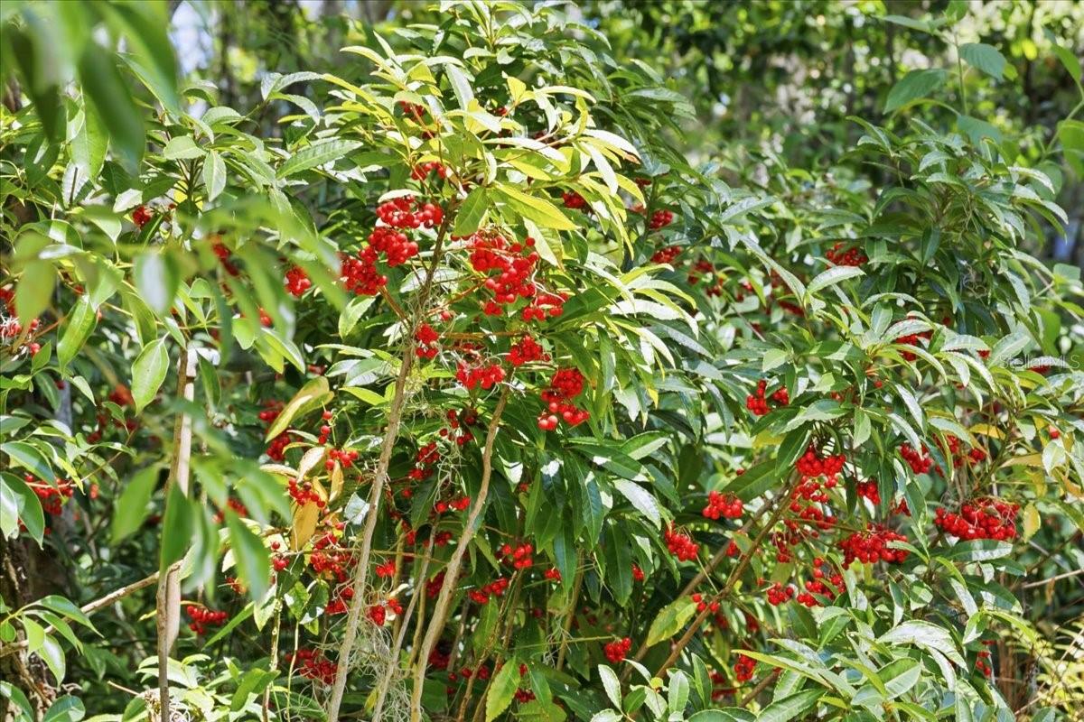 8386 AUSTIN RD, MELROSE, FL, 32666