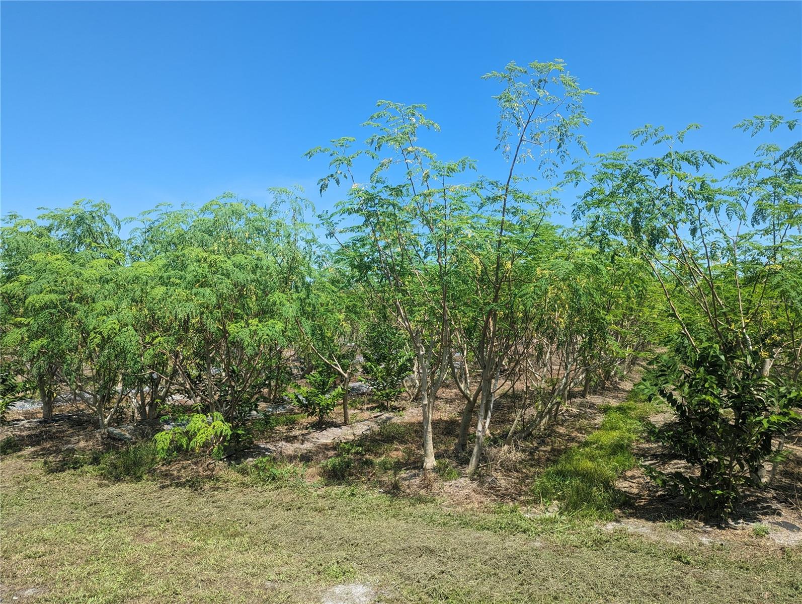 16070 CARLTON LAKE RD, WIMAUMA, FL, 33598