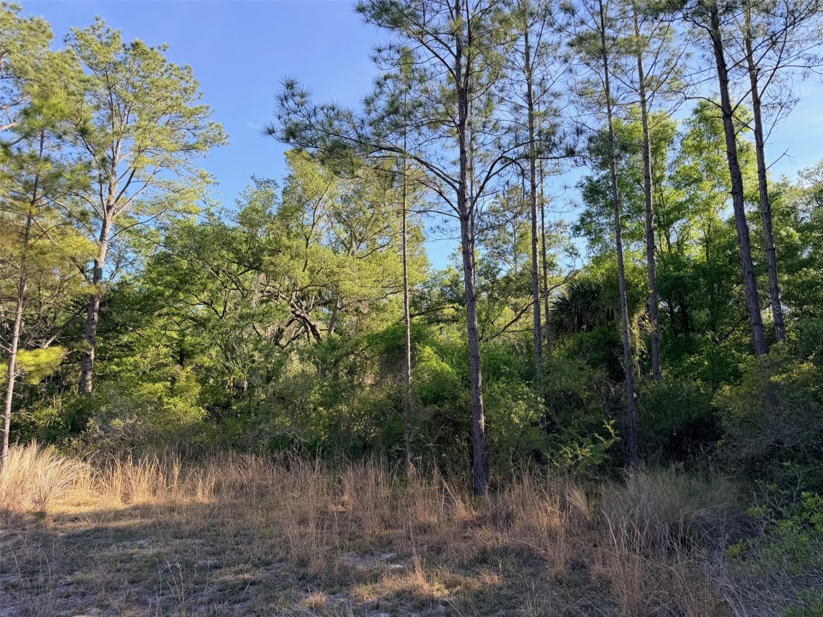 6650 NW 110TH AVE, CHIEFLAND, FL, 32626