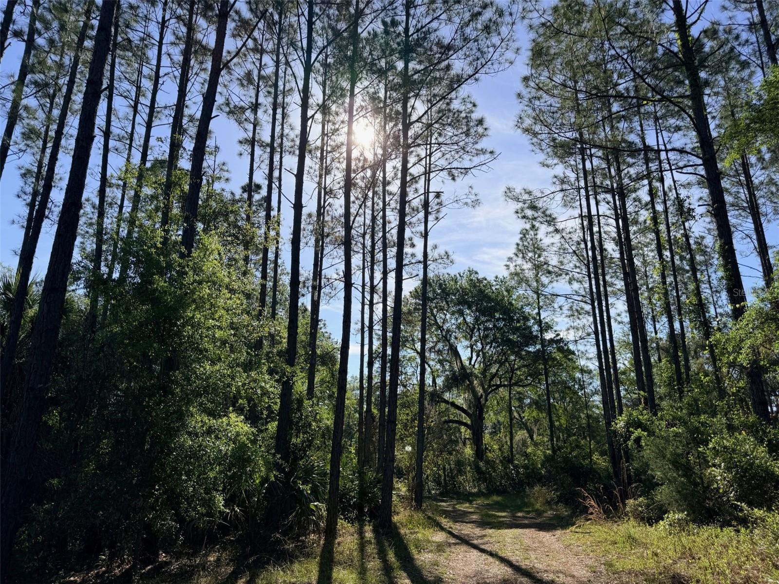 6650 NW 110TH AVE, CHIEFLAND, FL, 32626