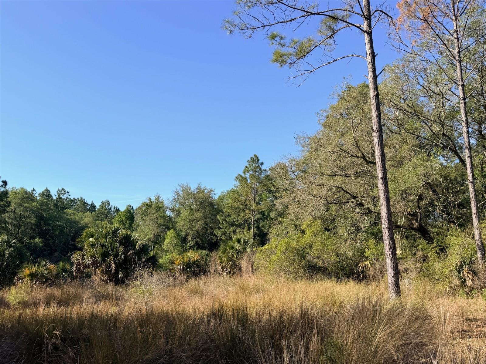 6650 NW 110TH AVE, CHIEFLAND, FL, 32626