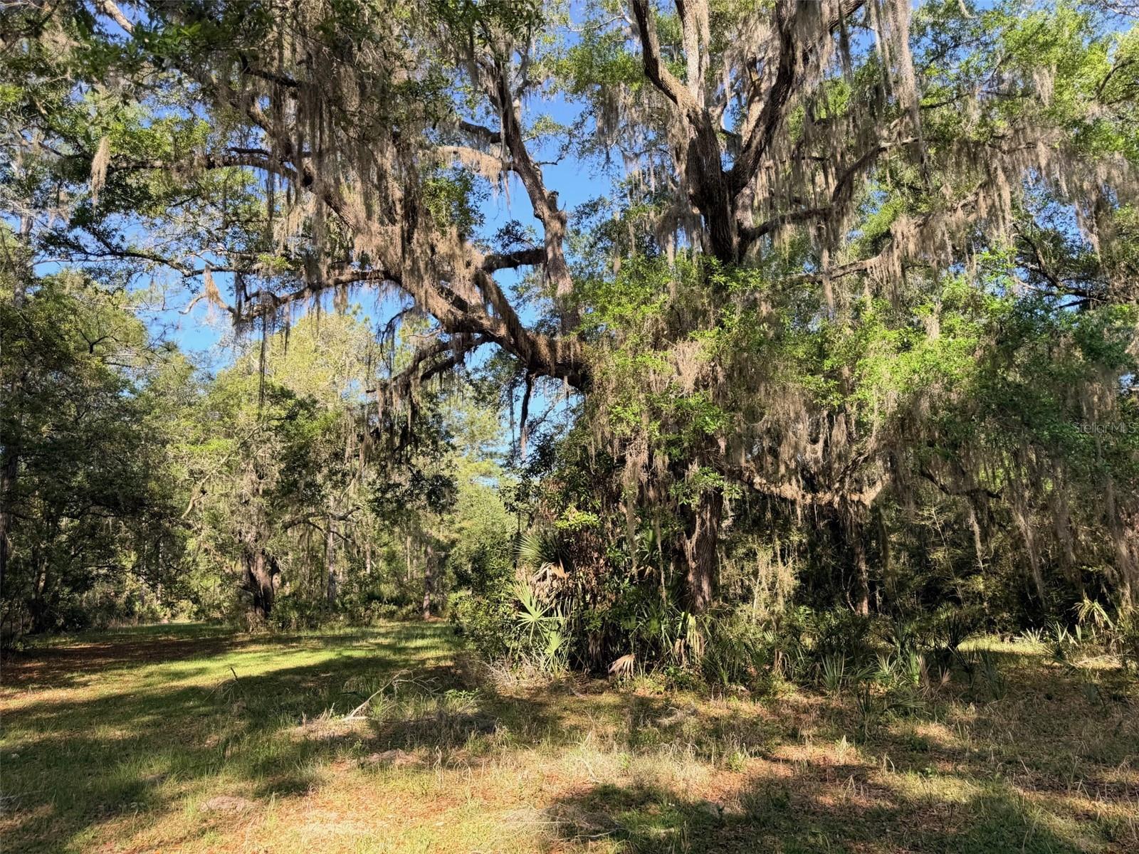 6650 NW 110TH AVE, CHIEFLAND, FL, 32626