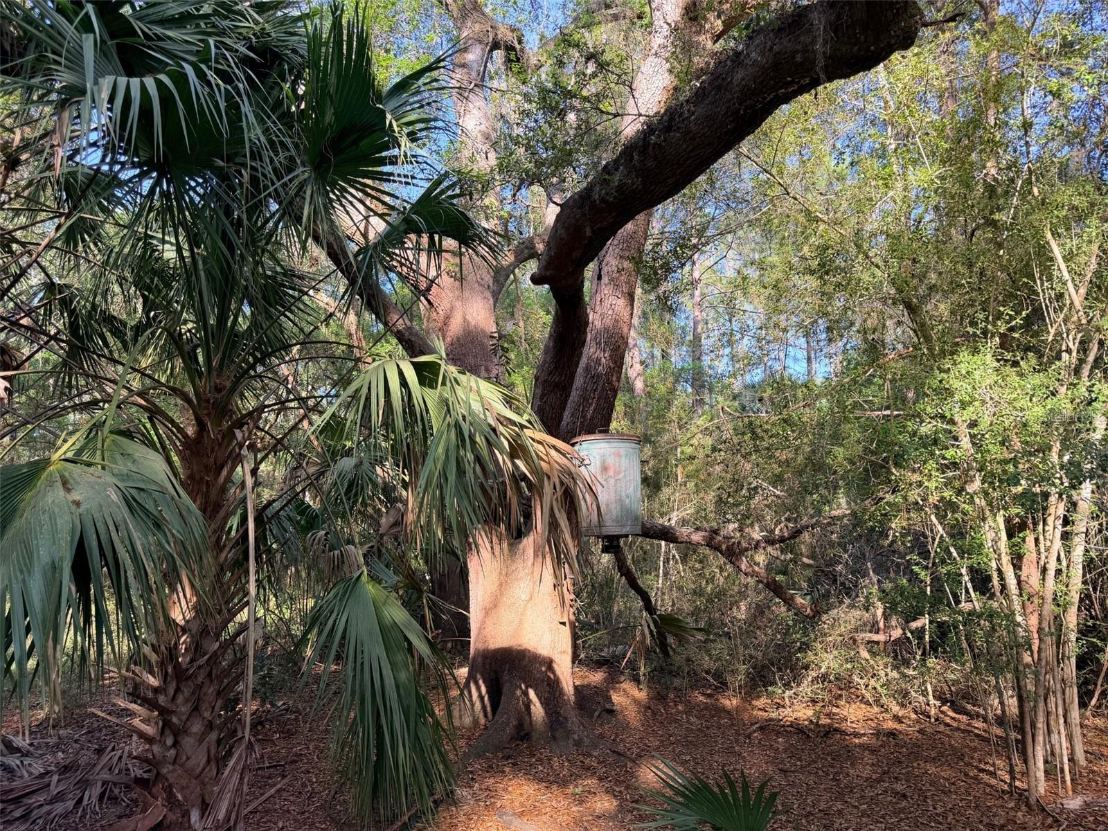 6650 NW 110TH AVE, CHIEFLAND, FL, 32626