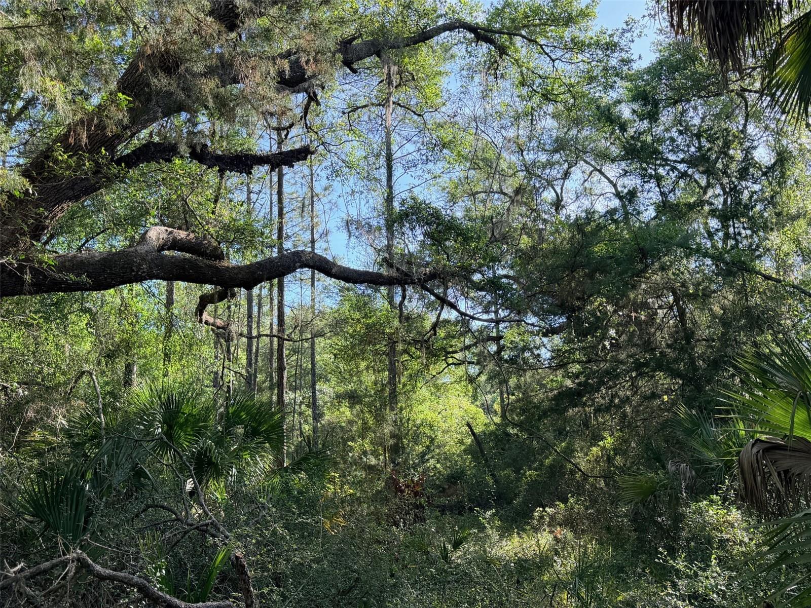 6650 NW 110TH AVE, CHIEFLAND, FL, 32626