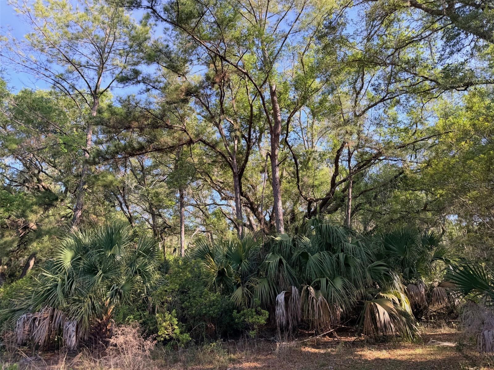 6650 NW 110TH AVE, CHIEFLAND, FL, 32626