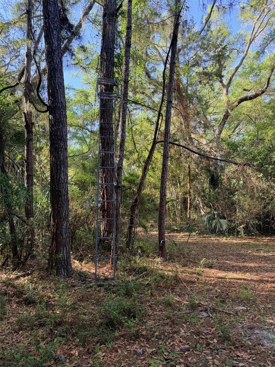 6650 NW 110TH AVE, CHIEFLAND, FL, 32626