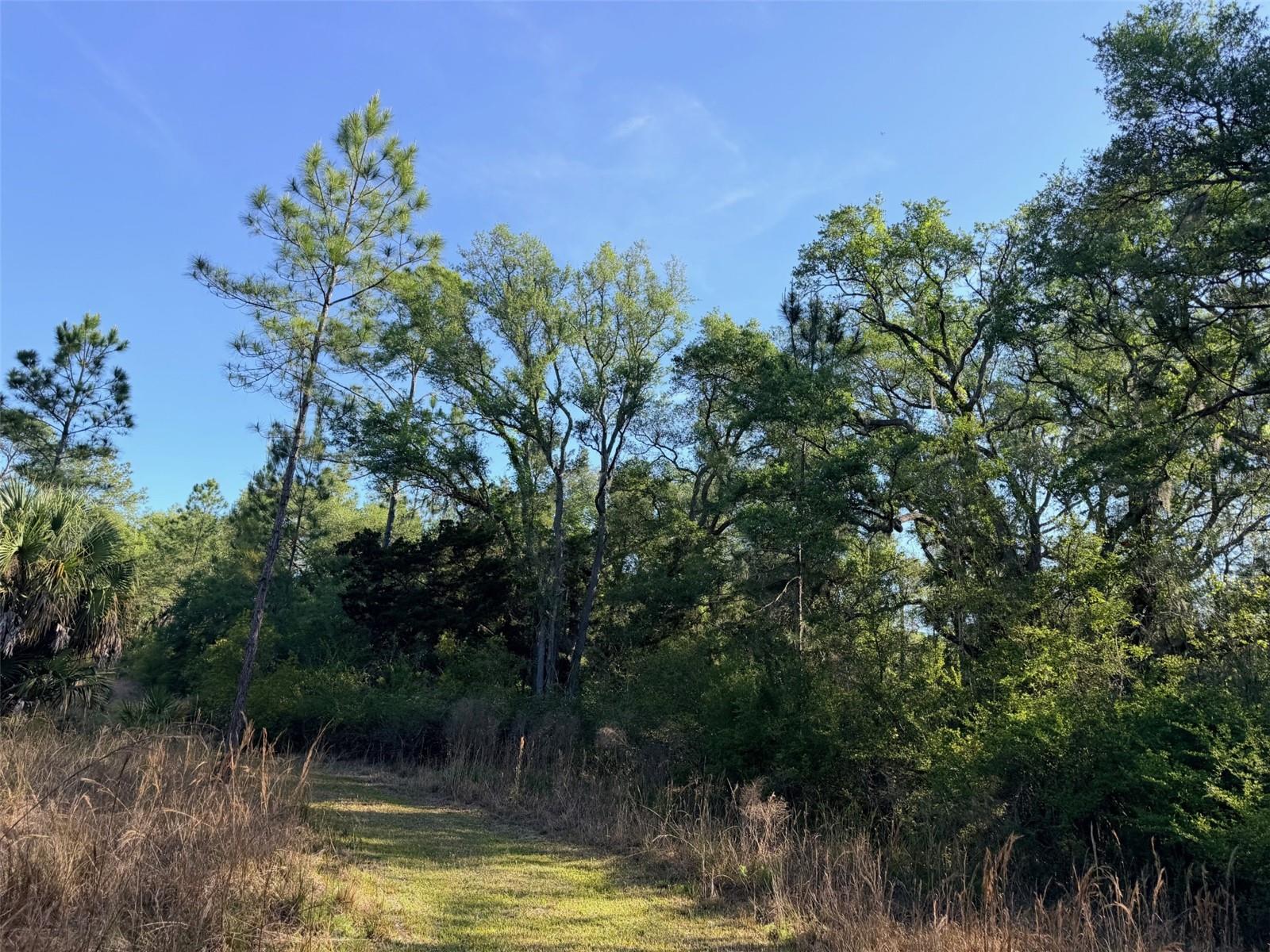 6650 NW 110TH AVE, CHIEFLAND, FL, 32626