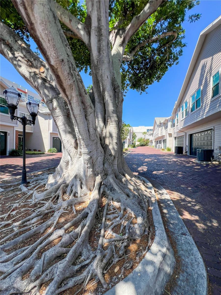 350 2ND ST N #8, ST PETERSBURG, FL, 33701