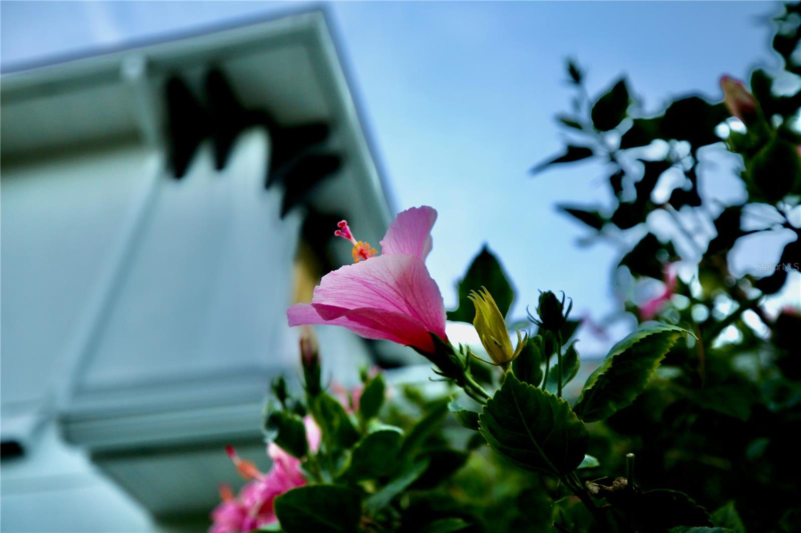 17104 CRAWLEY RD, ODESSA, FL, 33556