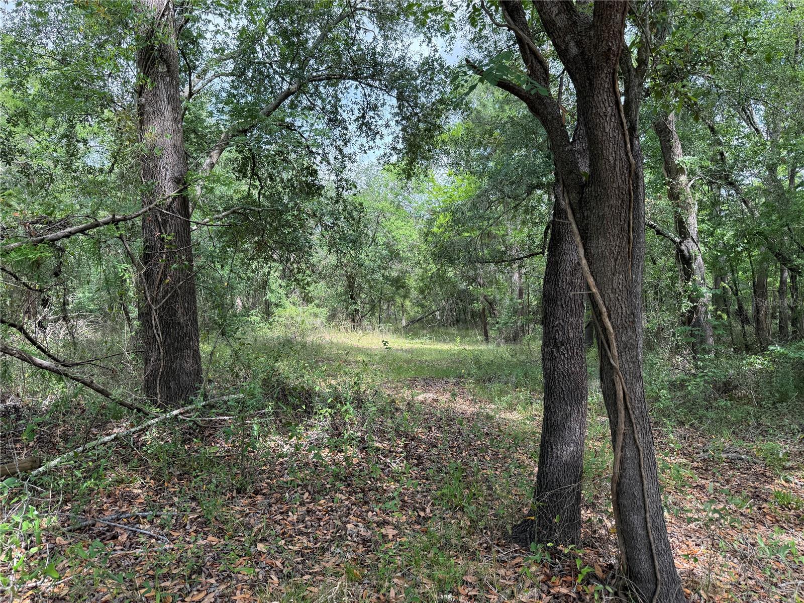 3205 PARK DR, DADE CITY, FL, 33523