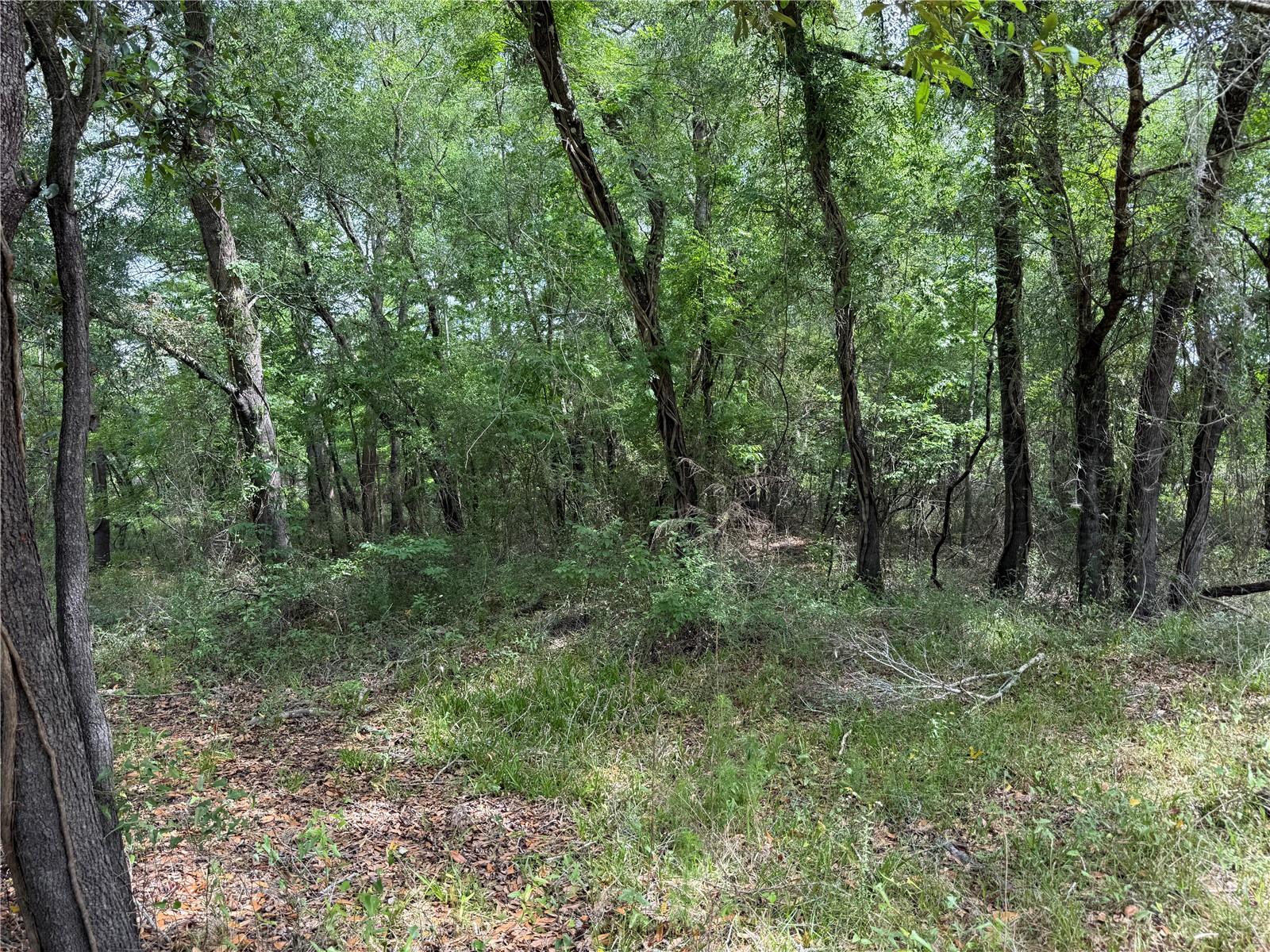 3205 PARK DR, DADE CITY, FL, 33523