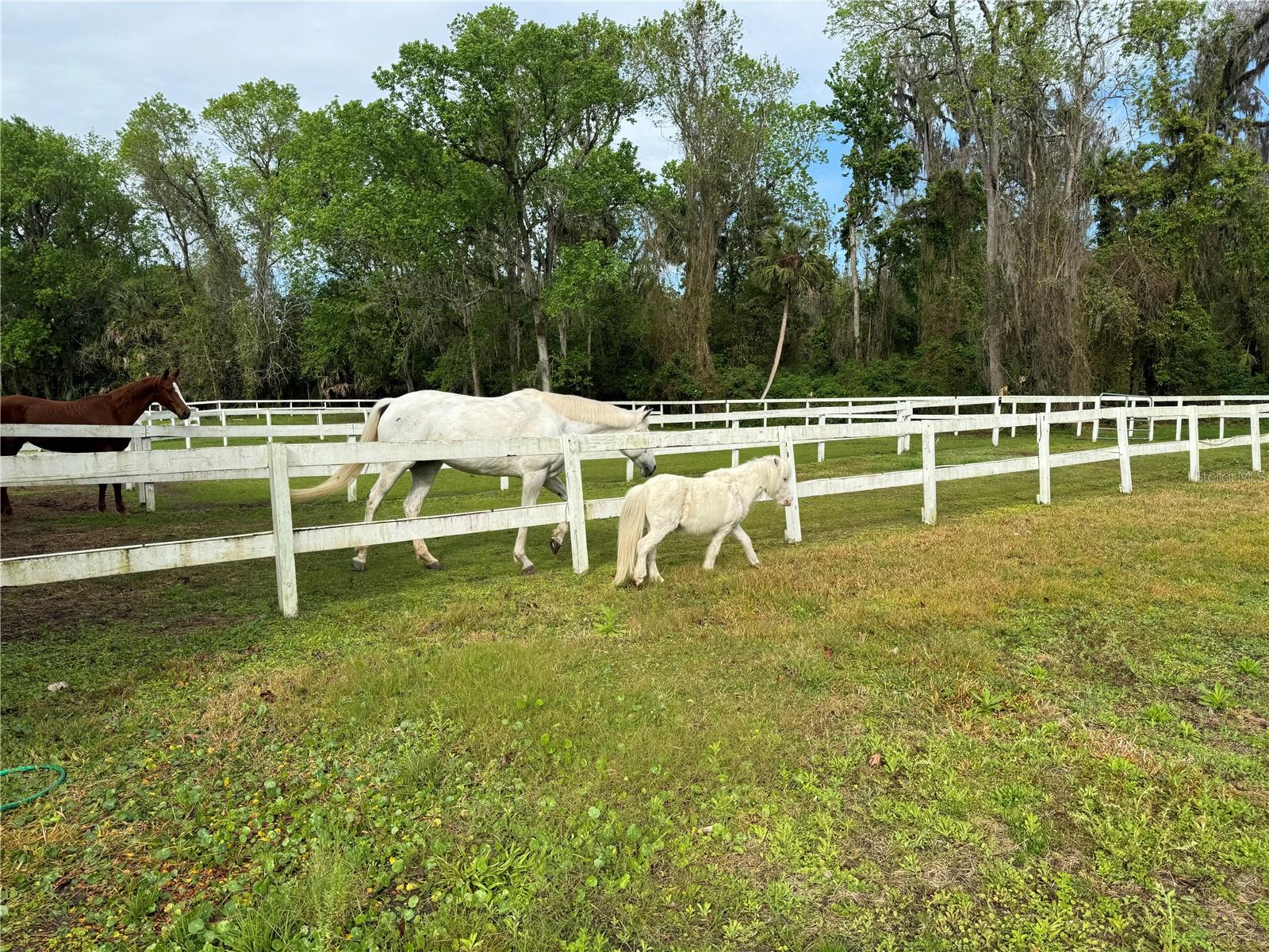 105 SWEET BAY LN, LONGWOOD, FL, 32779