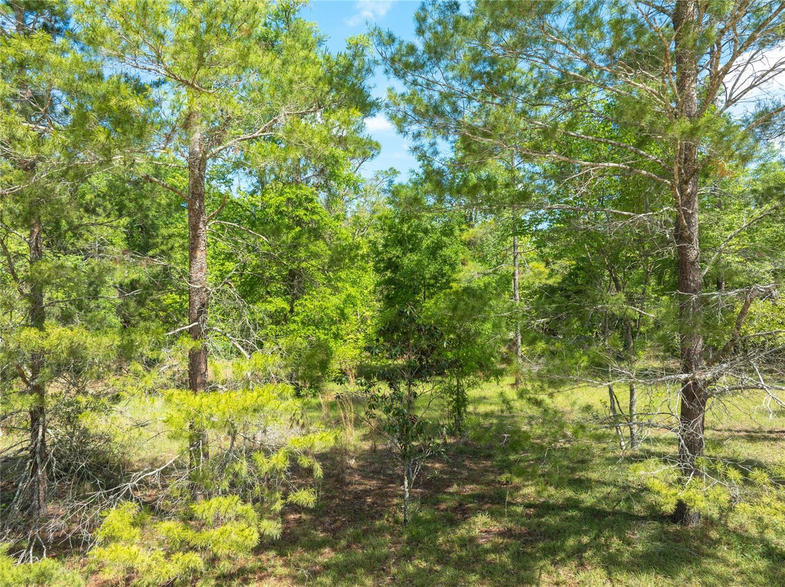 0 PINE WAY, O'BRIEN, FL, 32071