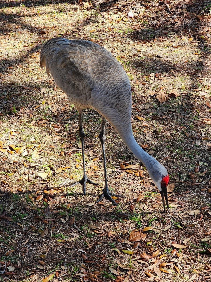 2033 QUINTILIS CT, DELTONA, FL, 32738