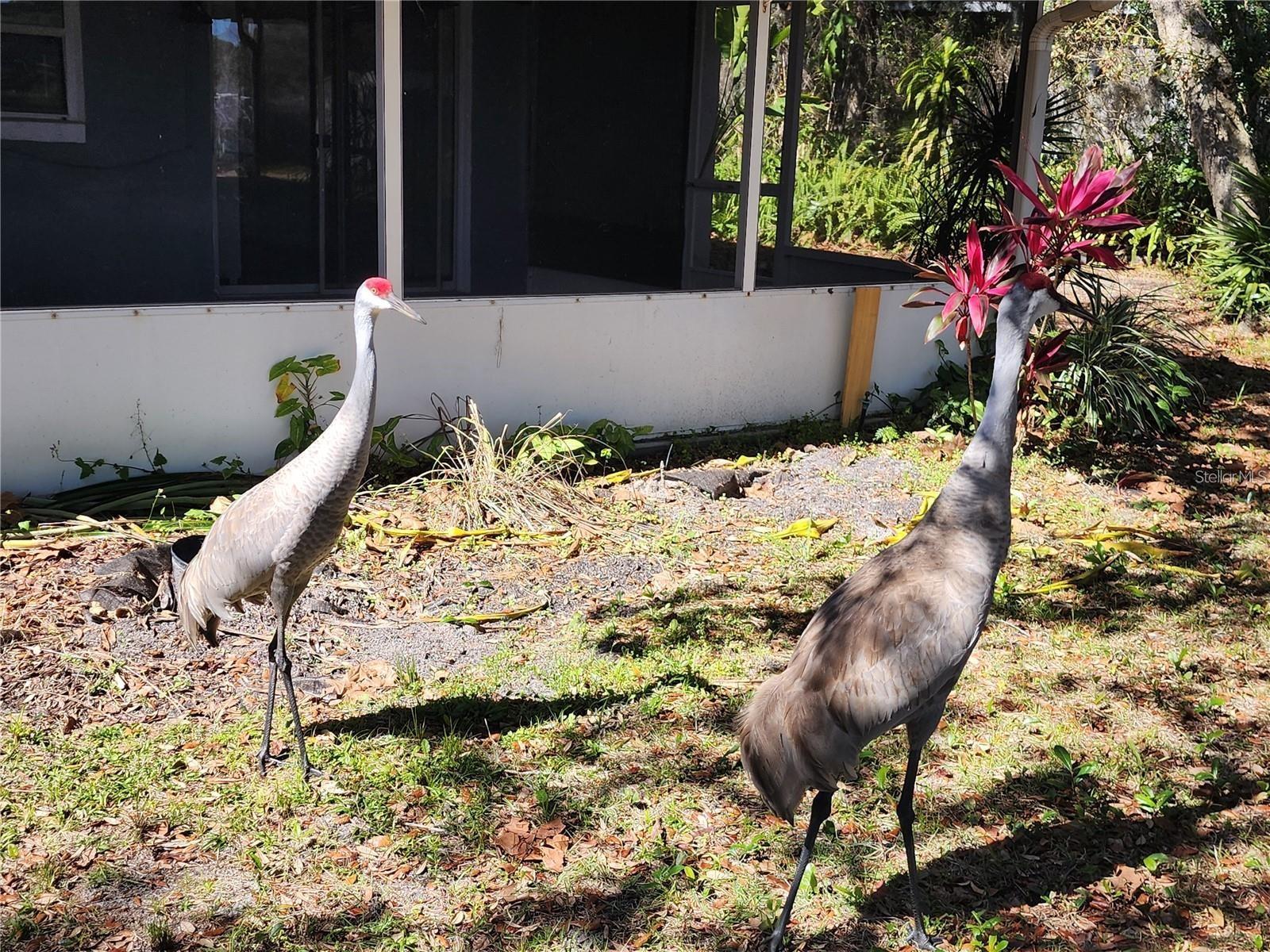 2033 QUINTILIS CT, DELTONA, FL, 32738