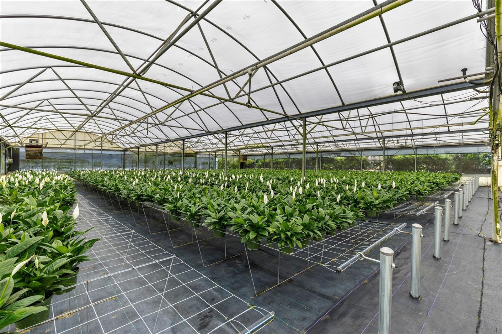 18021 E APSHAWA RD, MINNEOLA, FL, 34715