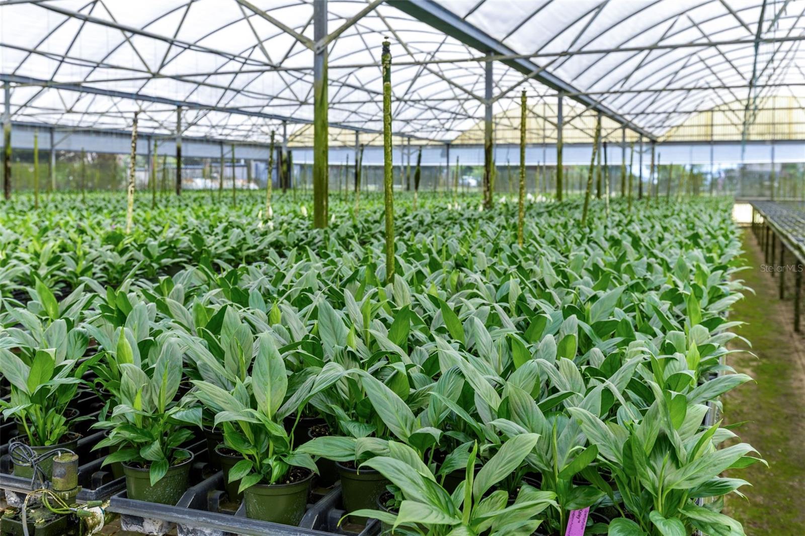 18021 E APSHAWA RD, MINNEOLA, FL, 34715