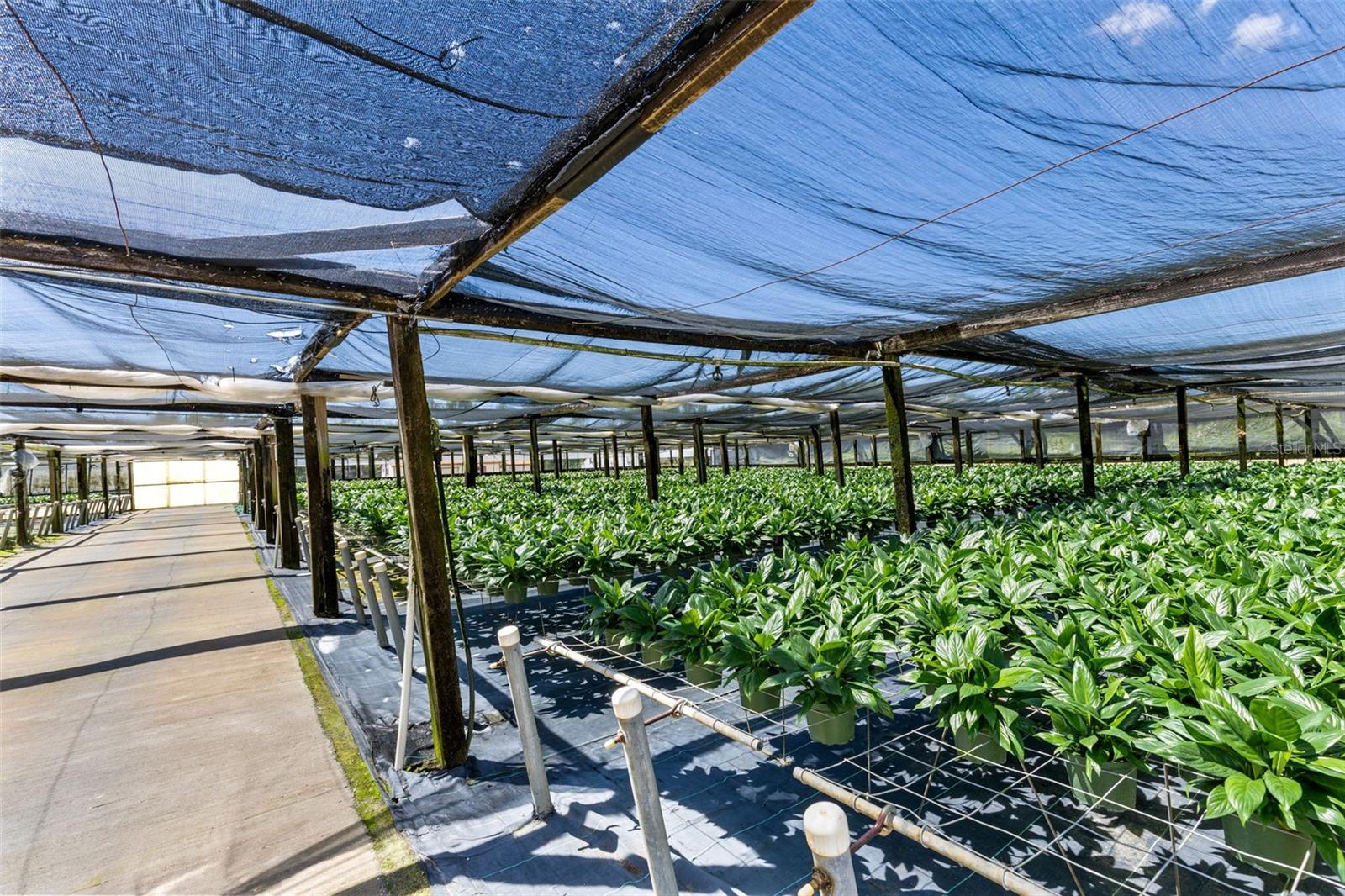 18021 E APSHAWA RD, MINNEOLA, FL, 34715