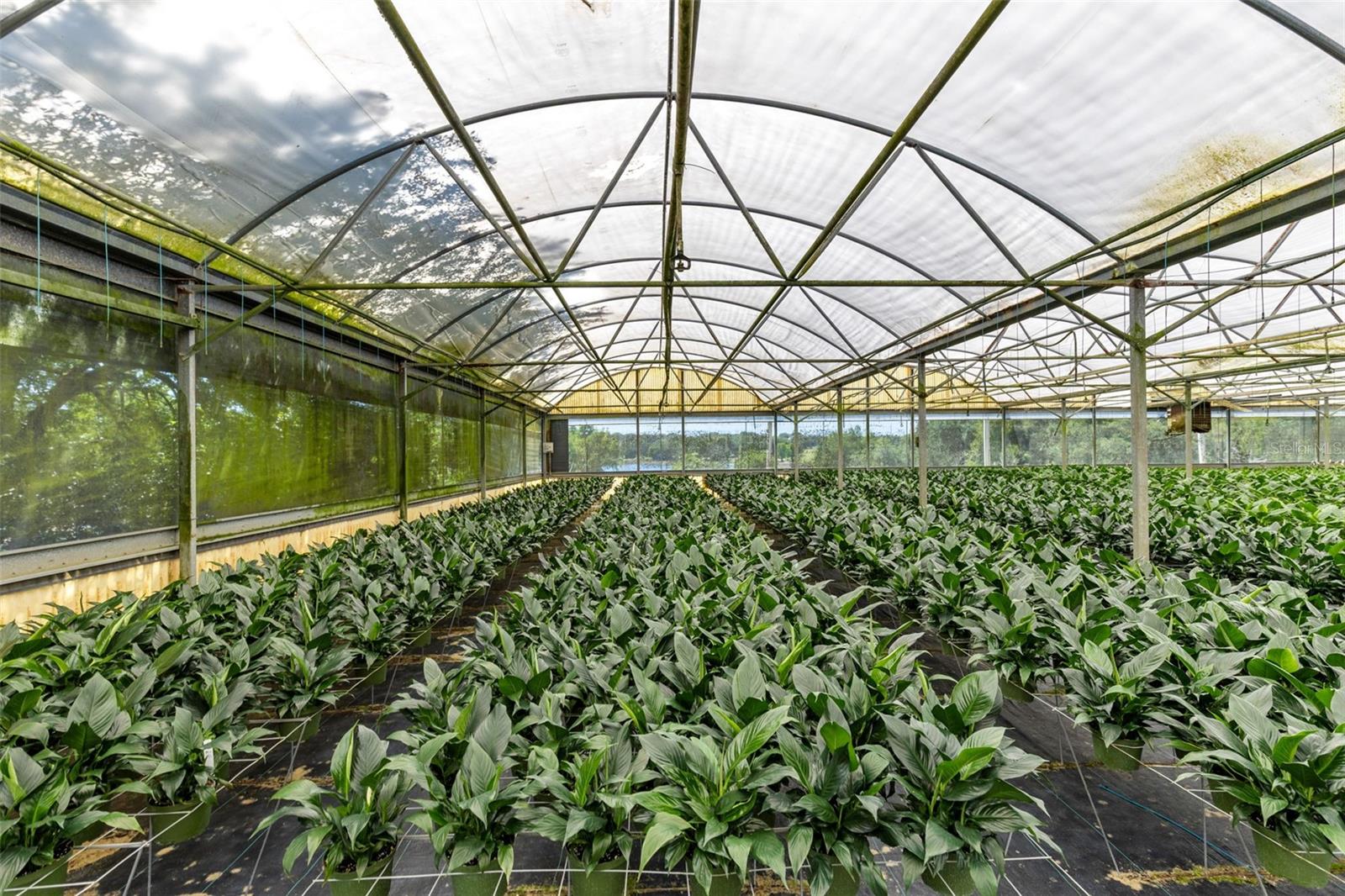 18021 E APSHAWA RD, MINNEOLA, FL, 34715