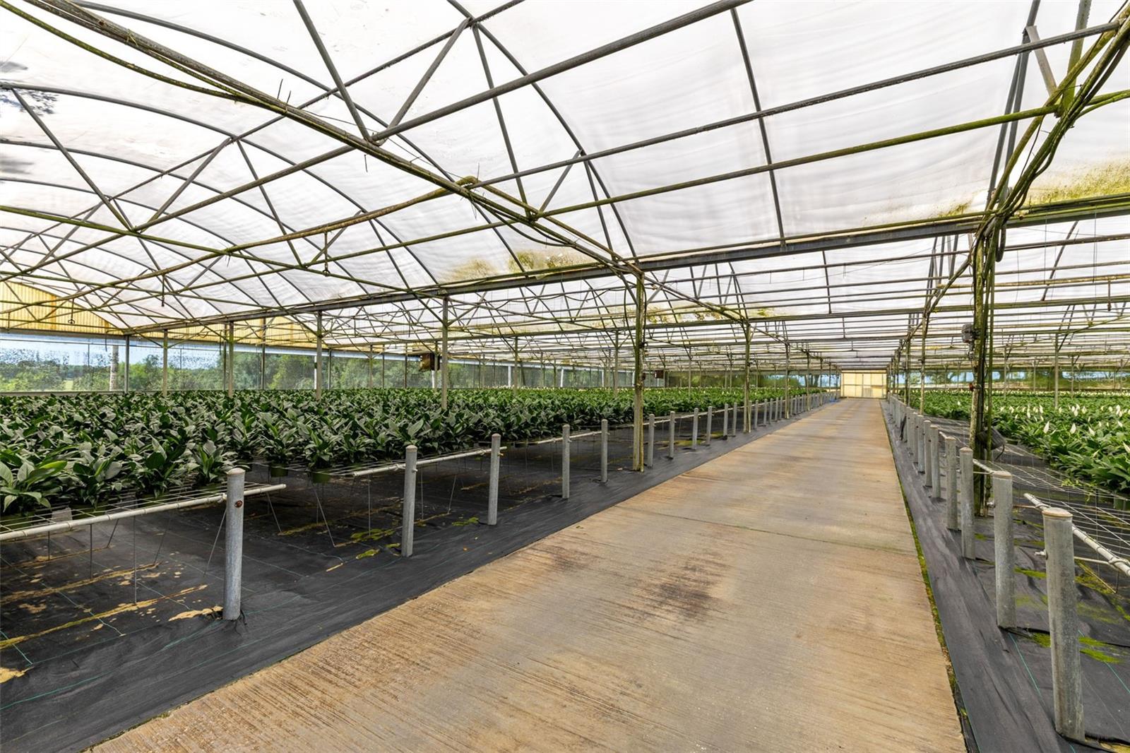 18021 E APSHAWA RD, MINNEOLA, FL, 34715