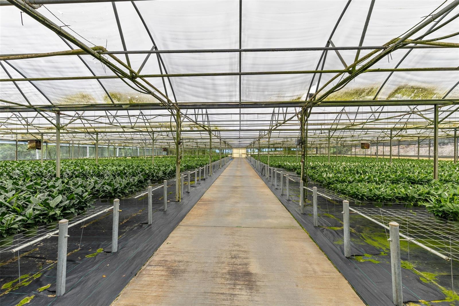 18021 E APSHAWA RD, MINNEOLA, FL, 34715