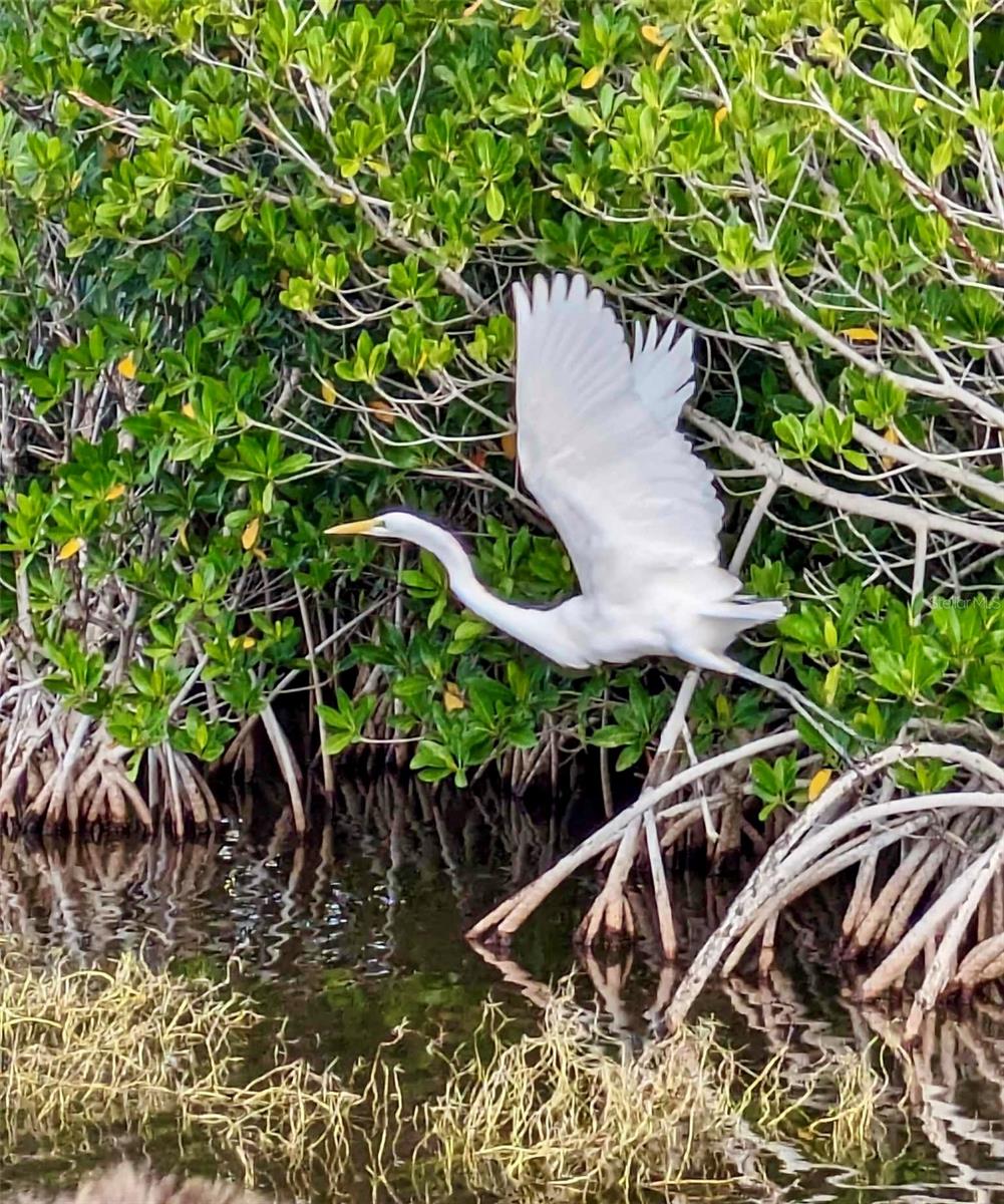 4421 NW 32ND LN, CAPE CORAL, FL, 33993