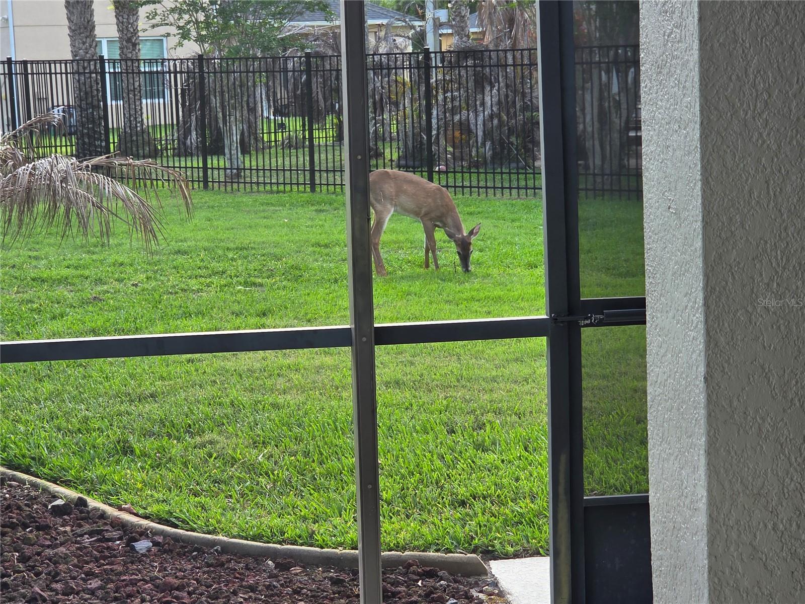 3785 HAMMONDS FERRY CT, OVIEDO, FL, 32766