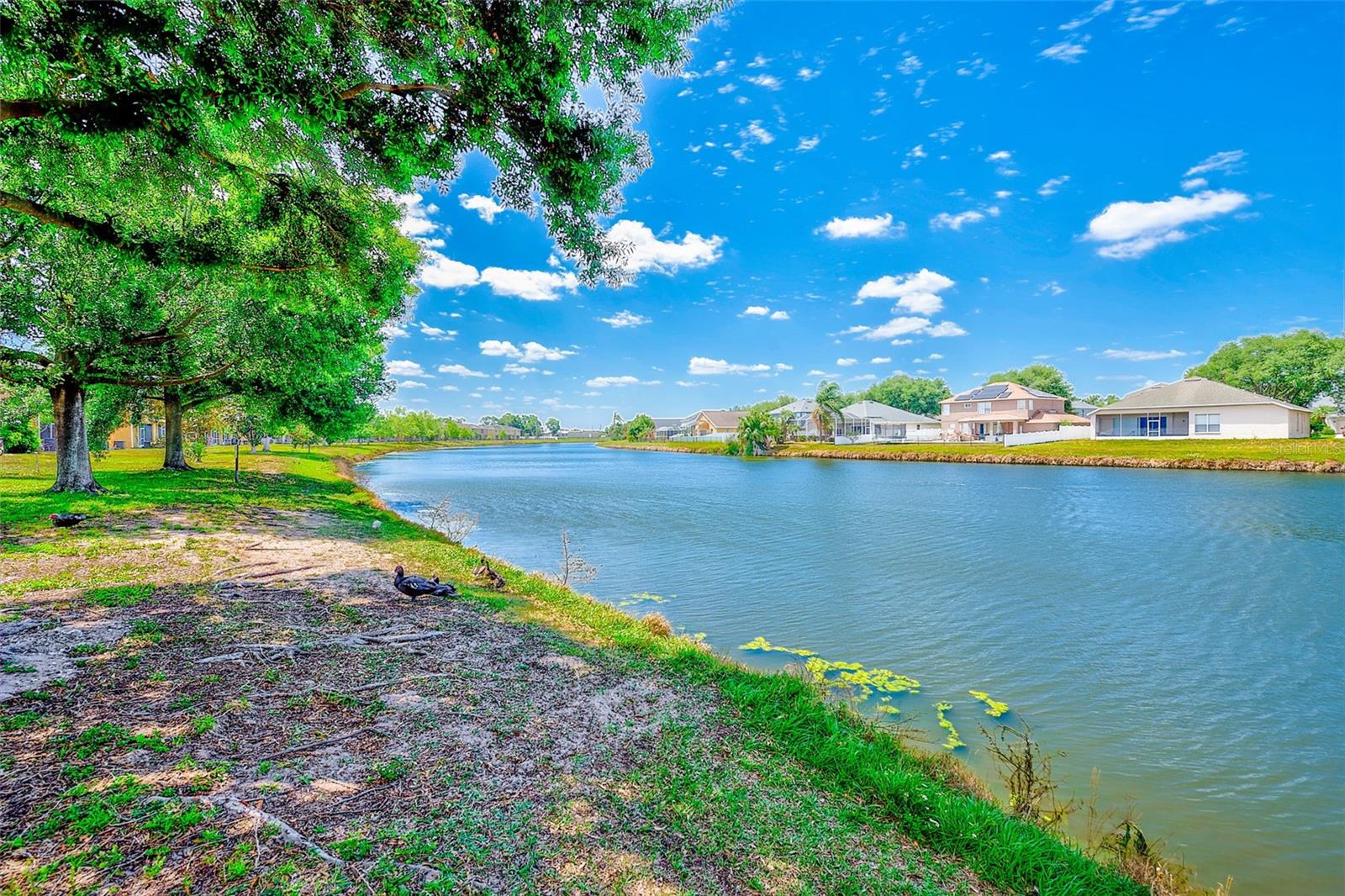 6905 TOWERING SPRUCE DR, RIVERVIEW, FL, 33578