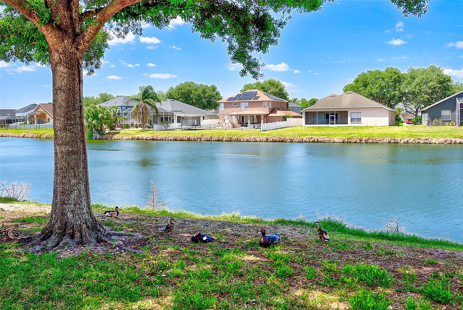 6905 TOWERING SPRUCE DR, RIVERVIEW, FL, 33578