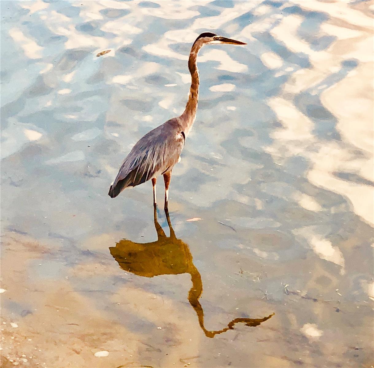 7974 SAILBOAT KEY BLVD S #602, SOUTH PASADENA, FL, 33707