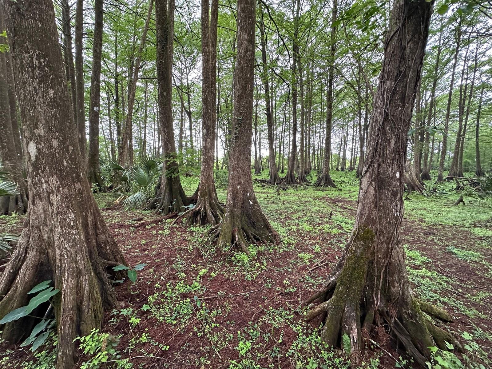 15120 SE 85TH ST, OCKLAWAHA, FL, 32179