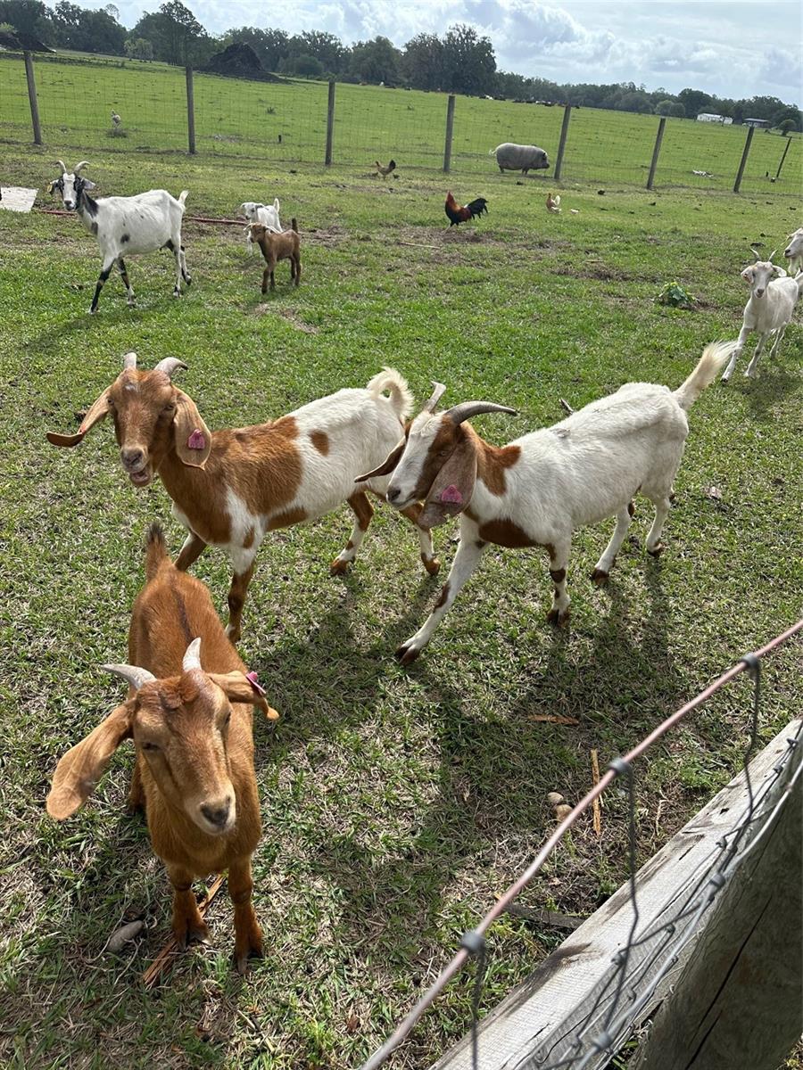 15120 SE 85TH ST, OCKLAWAHA, FL, 32179