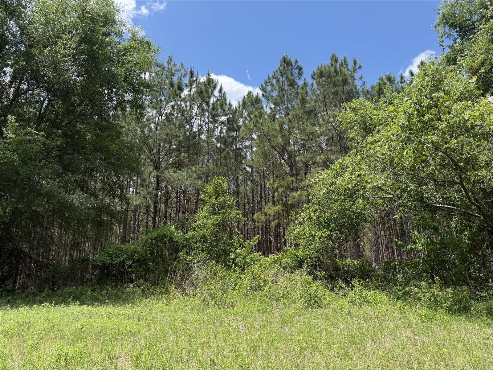 0 NW 140TH ST, CHIEFLAND, FL, 32626