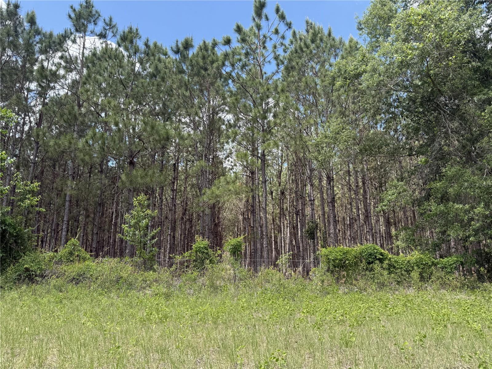 0 NW 140TH ST, CHIEFLAND, FL, 32626