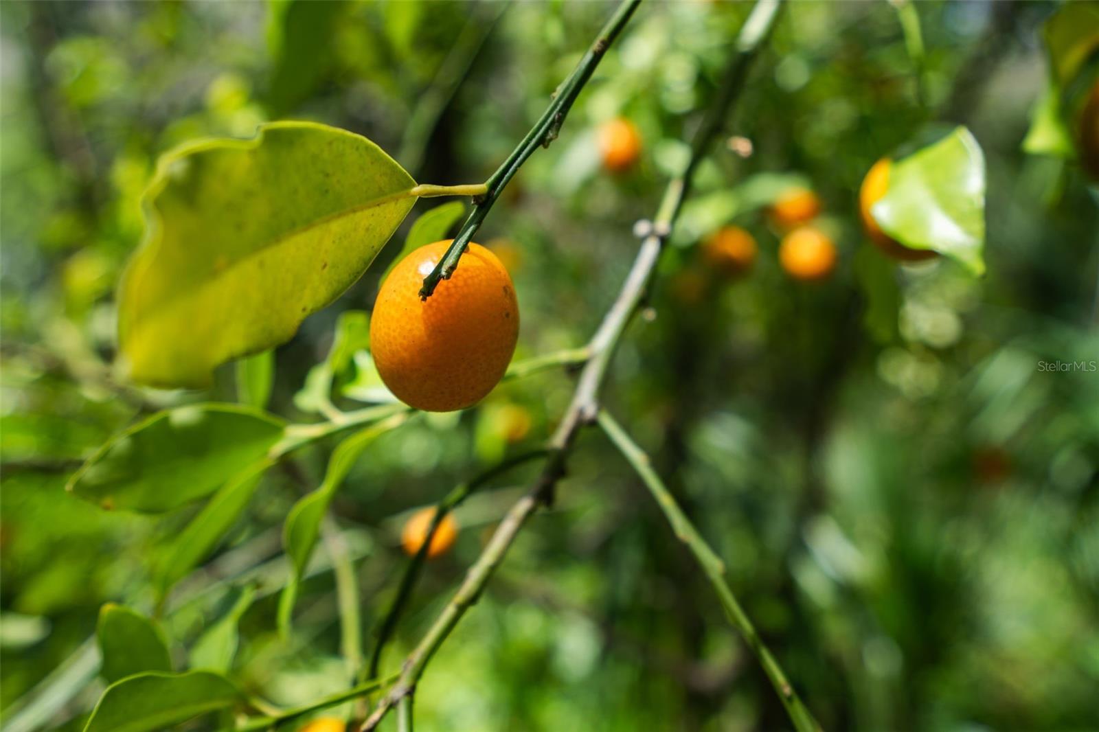 3 OLD POST RD, LONGWOOD, FL, 32779