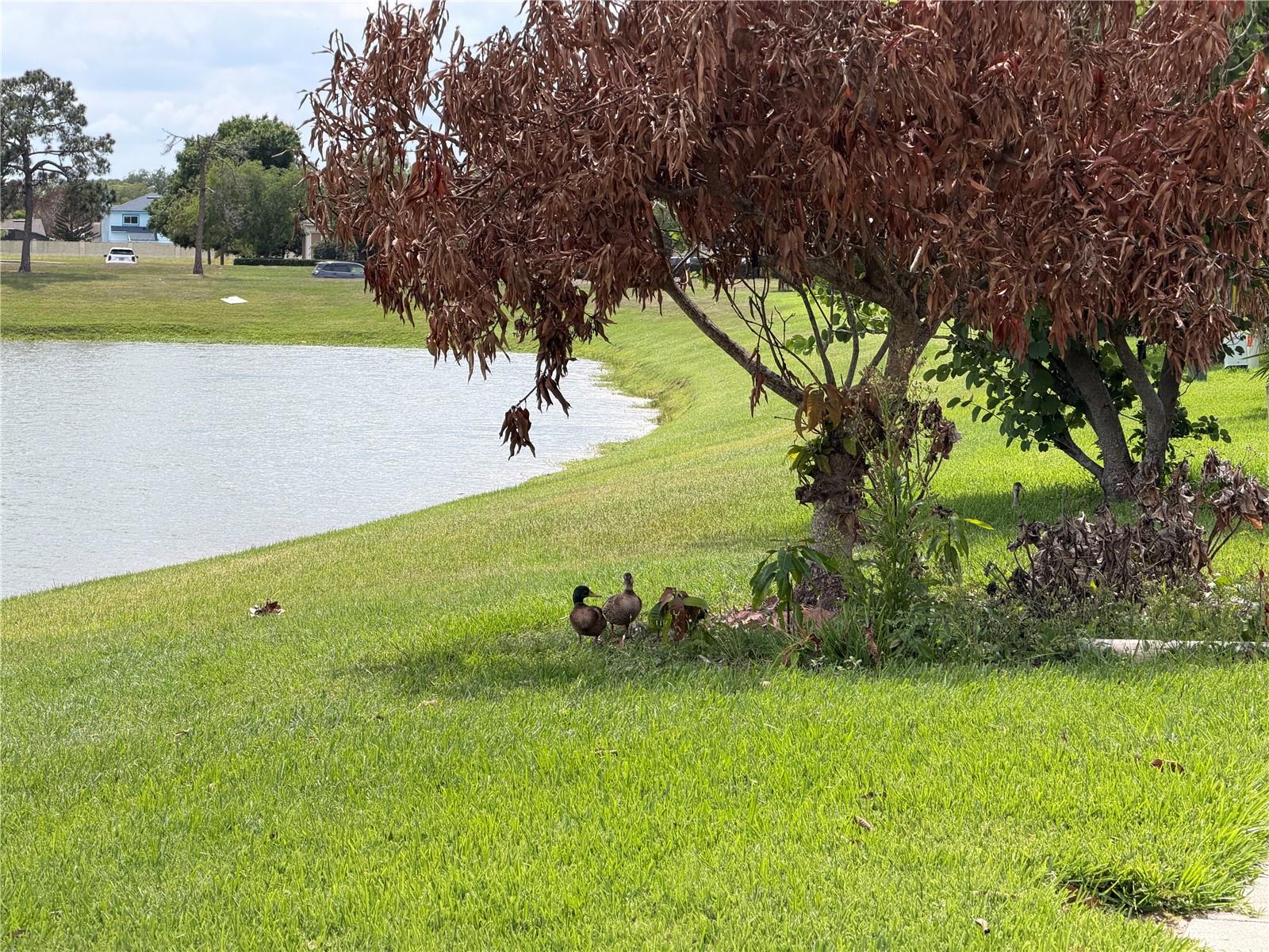 50 LAKEPOINTE CIR, KISSIMMEE, FL, 34743