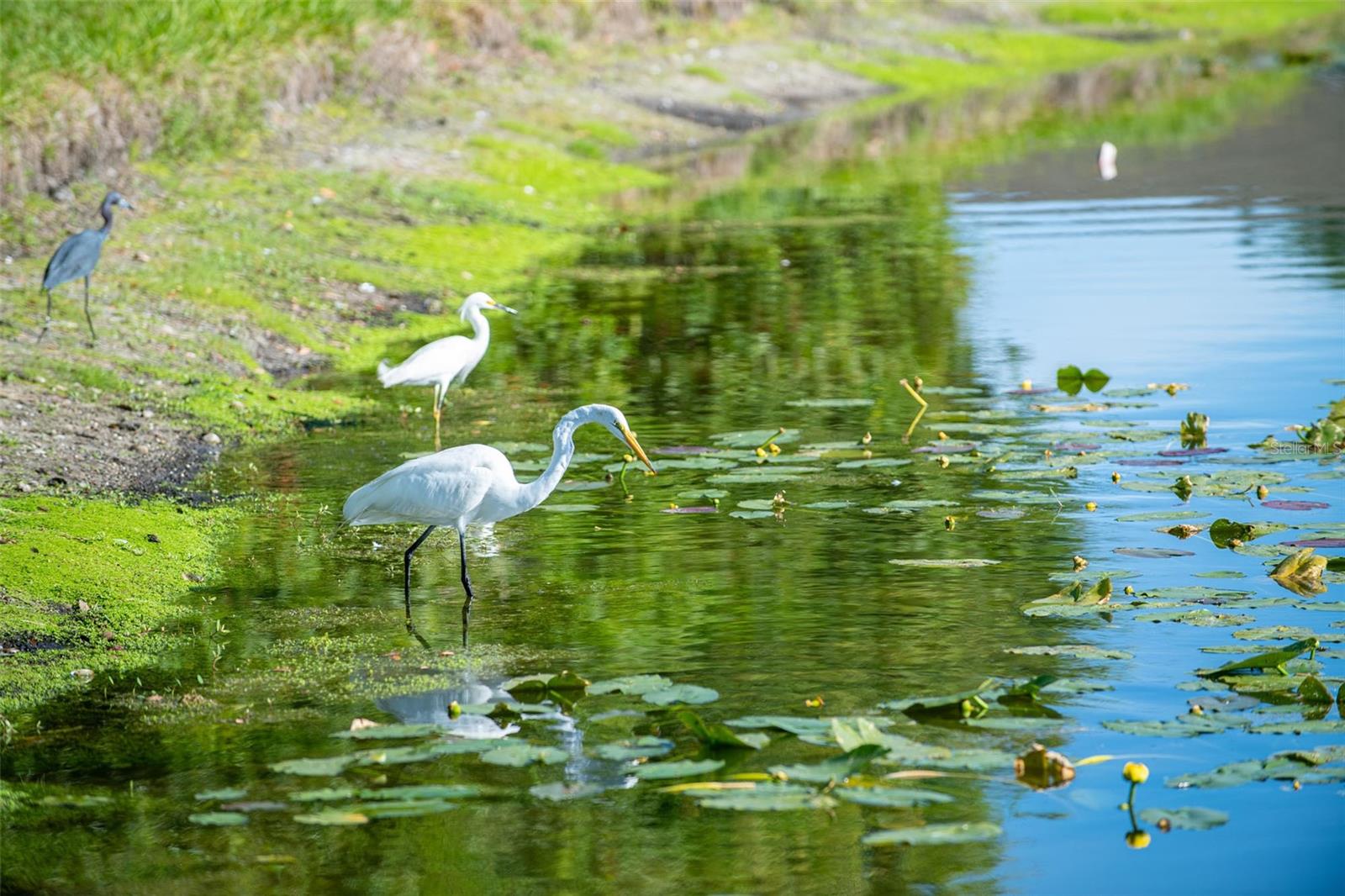 5290 HYLAND HILLS AVE #1916, SARASOTA, FL, 34241