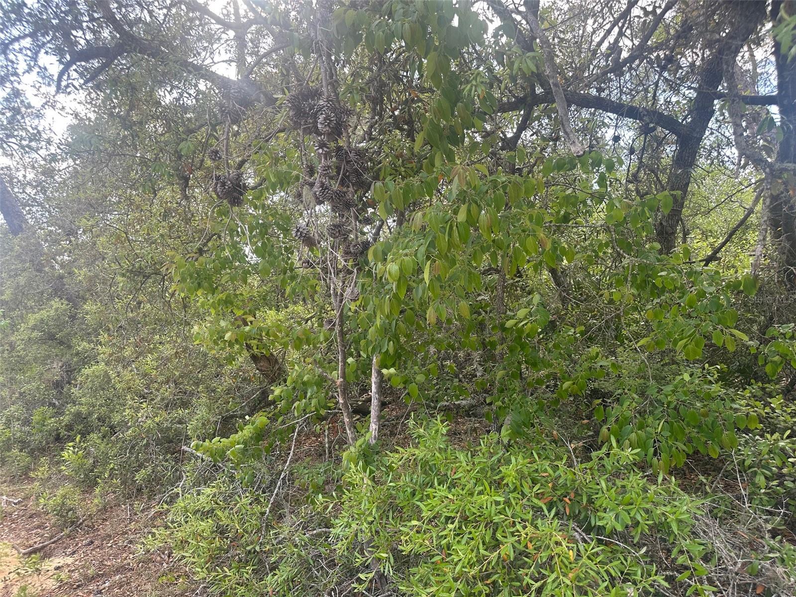 Lot 6 SW 170TH PL, OCALA, FL, 34473