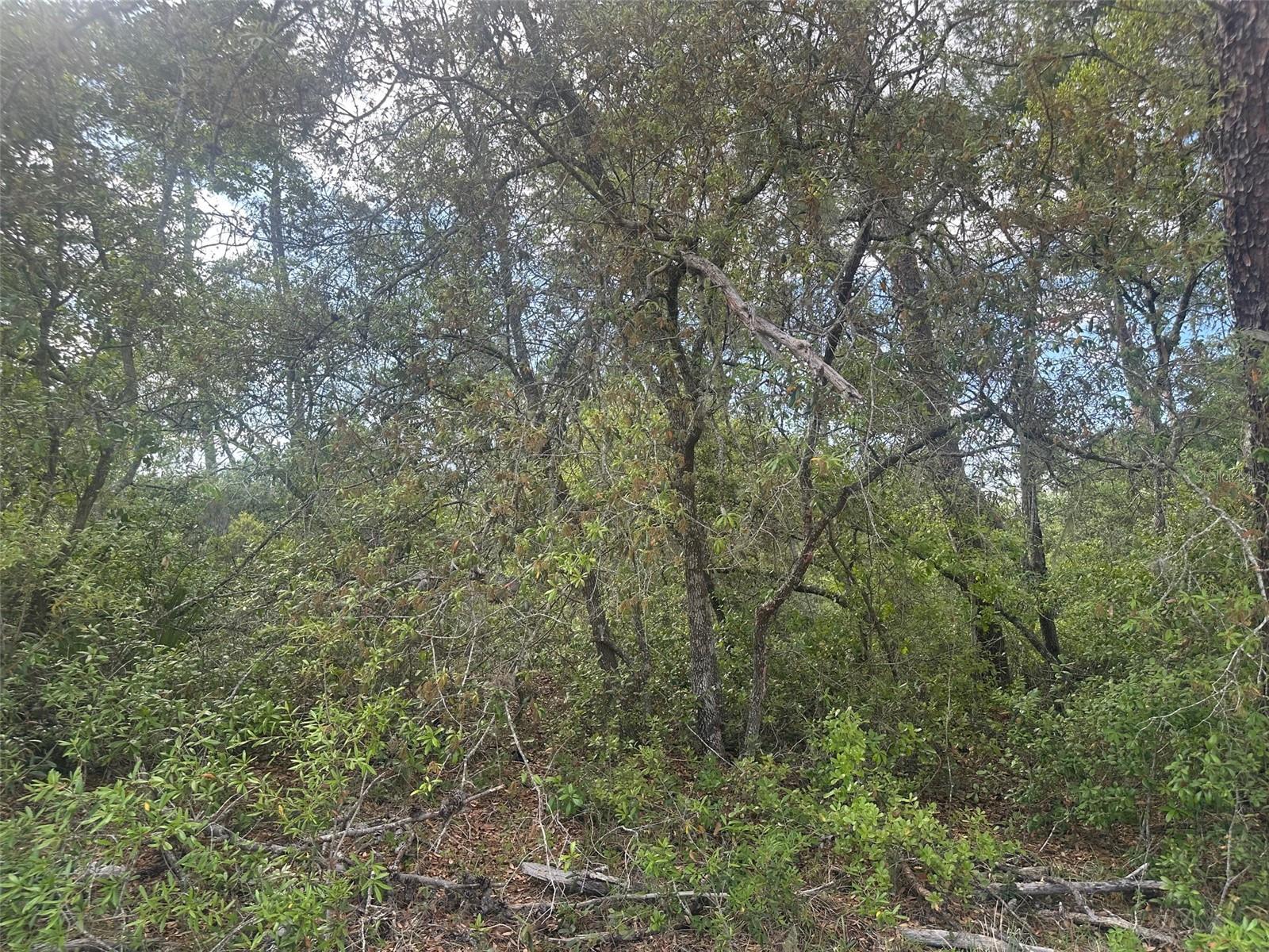 Lot 6 SW 170TH PL, OCALA, FL, 34473